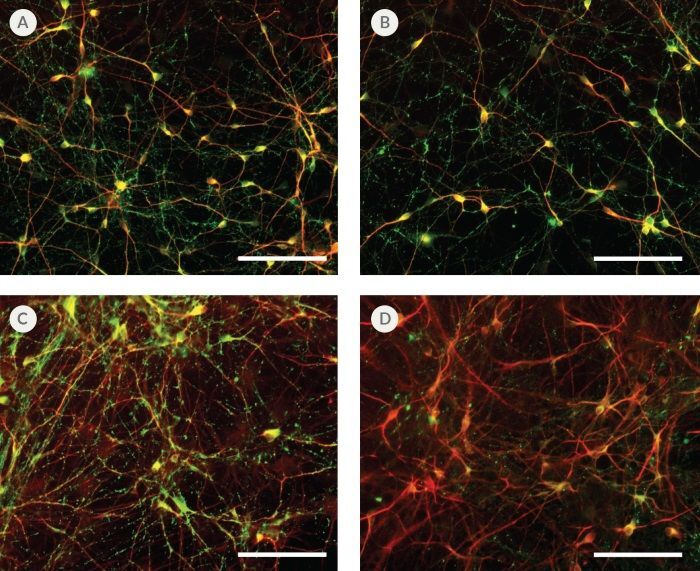 Fig 3 _ BrainPhysTM Neuronal Medium