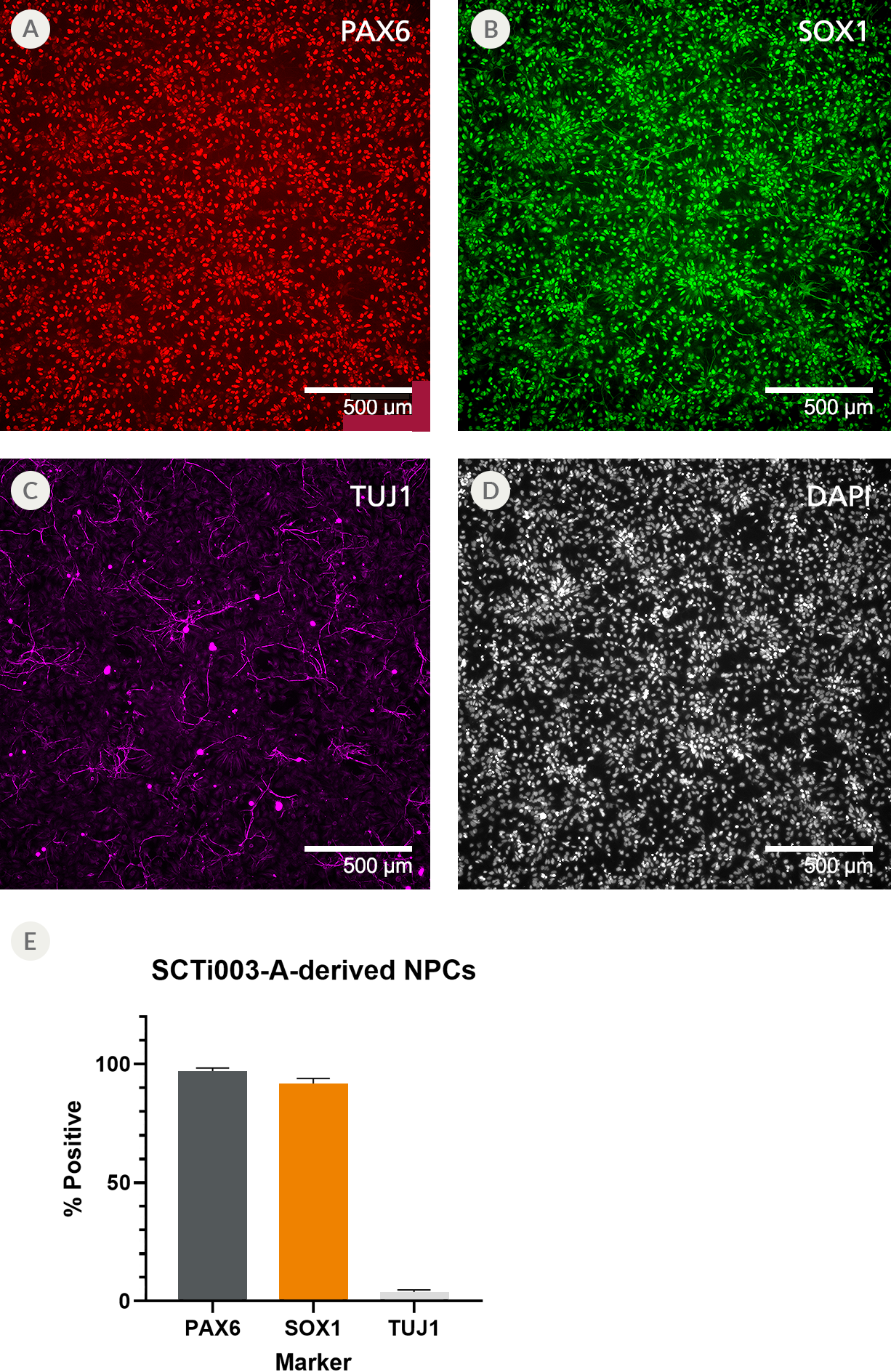 WEBLP549-10 Data Figures for iPSC Cell Line Product Launch-Figure7 (3)