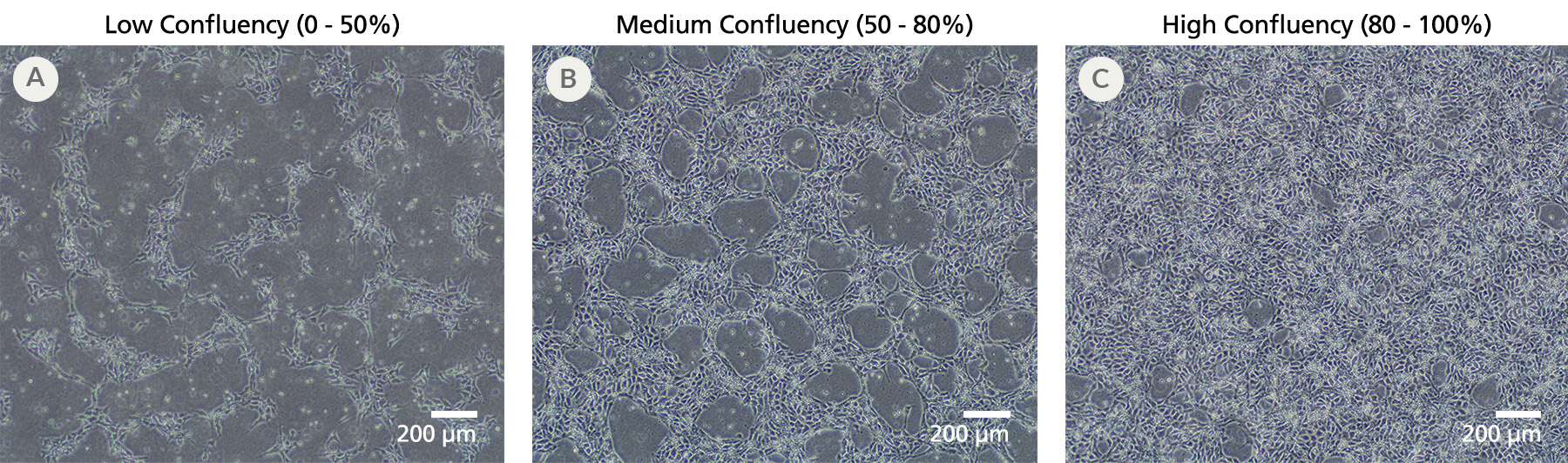 iPSCdirectTM Healthy Control Human iPSC Line SCTi003-A-Fig2